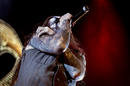 Finntroll 